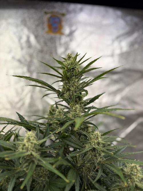 Six-Pack Autos: The Multi-Strain Run. Week 10