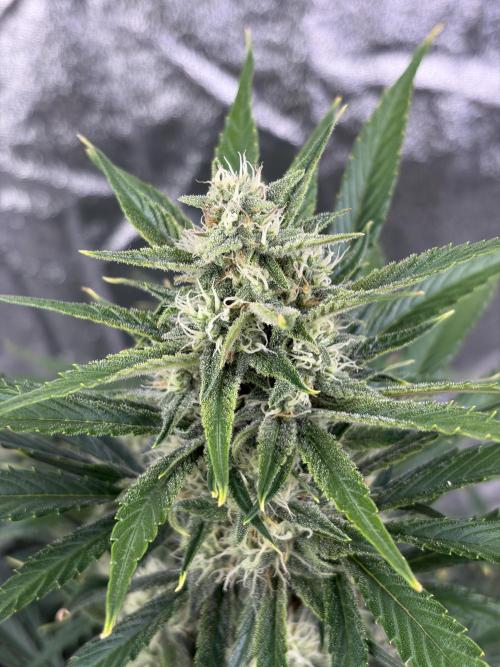 Six-Pack Autos: The Multi-Strain Run. Week 10