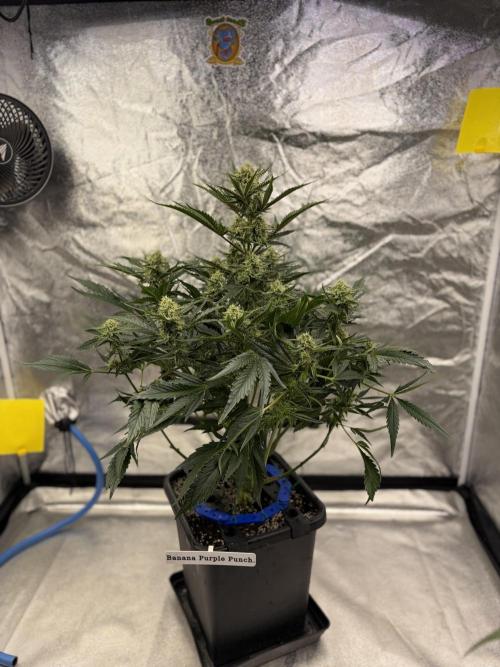 Six-Pack Autos: The Multi-Strain Run. Week 10