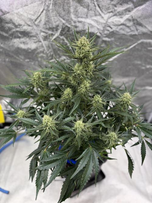 Six-Pack Autos: The Multi-Strain Run. Week 10