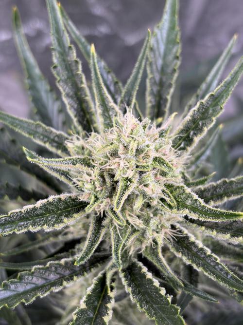 Six-Pack Autos: The Multi-Strain Run. Week 10