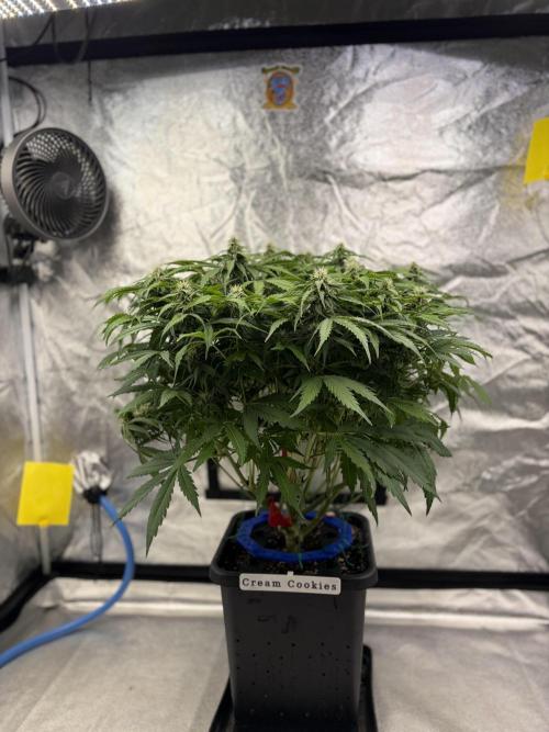 Six-Pack Autos: The Multi-Strain Run. Week 10