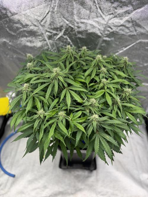 Six-Pack Autos: The Multi-Strain Run. Week 10