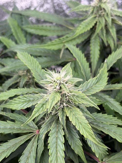 Six-Pack Autos: The Multi-Strain Run. Week 10