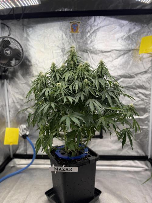 Six-Pack Autos: The Multi-Strain Run. Week 10