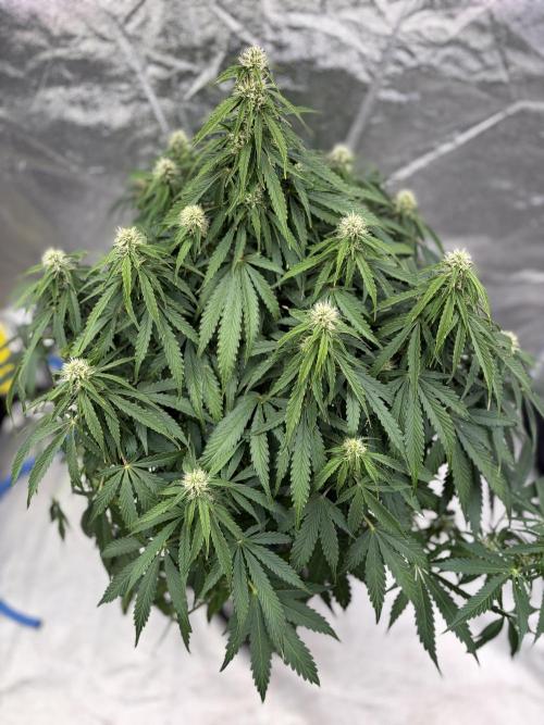 Six-Pack Autos: The Multi-Strain Run. Week 10