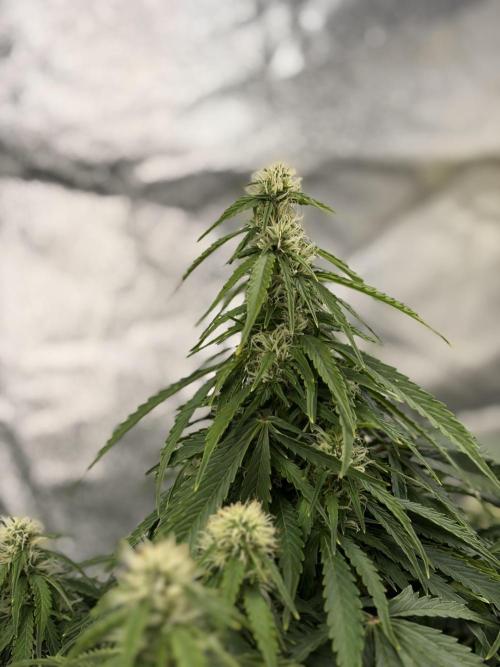 Six-Pack Autos: The Multi-Strain Run. Week 10