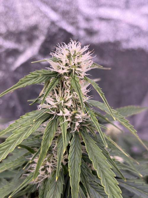 Six-Pack Autos: The Multi-Strain Run. Week 10