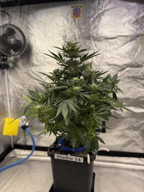 Six-Pack Autos: The Multi-Strain Run. Week 10
