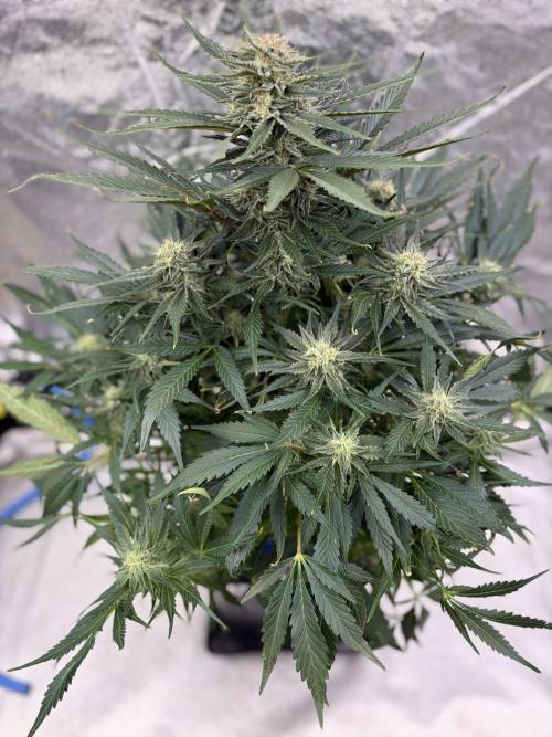 Six-Pack Autos: The Multi-Strain Run. Week 10