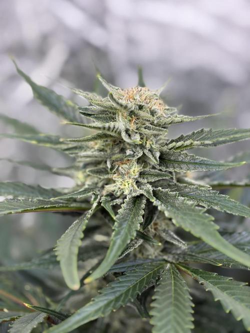 Six-Pack Autos: The Multi-Strain Run. Week 10