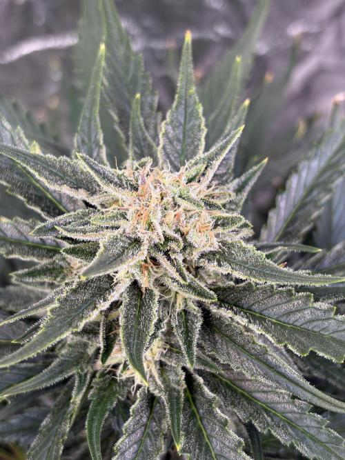 Six-Pack Autos: The Multi-Strain Run. Week 10