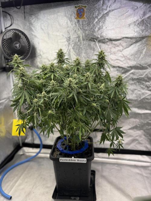 Six-Pack Autos: The Multi-Strain Run. Week 10