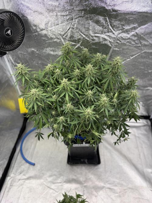 Six-Pack Autos: The Multi-Strain Run. Week 10
