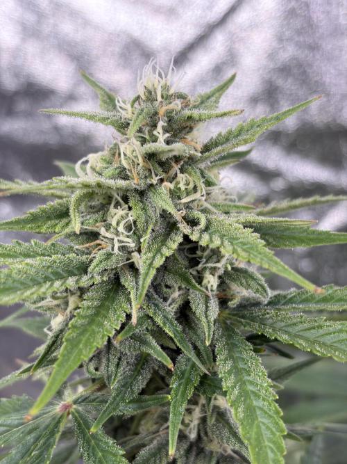 Six-Pack Autos: The Multi-Strain Run. Week 10