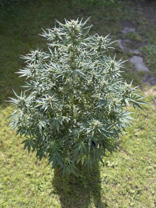 +Speed Auto 3G. Outdoor. Week 4