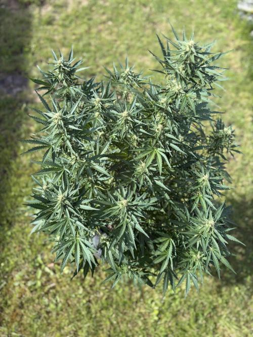 +Speed Auto 3G. Outdoor. Week 4