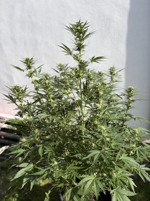 +Speed Auto 3G. Outdoor. Week 4