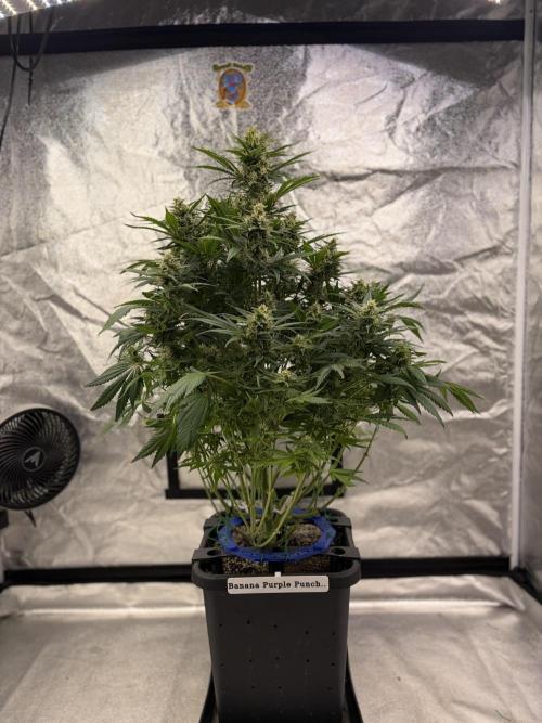 Six-Pack Autos: The Multi-Strain Run. Week 11