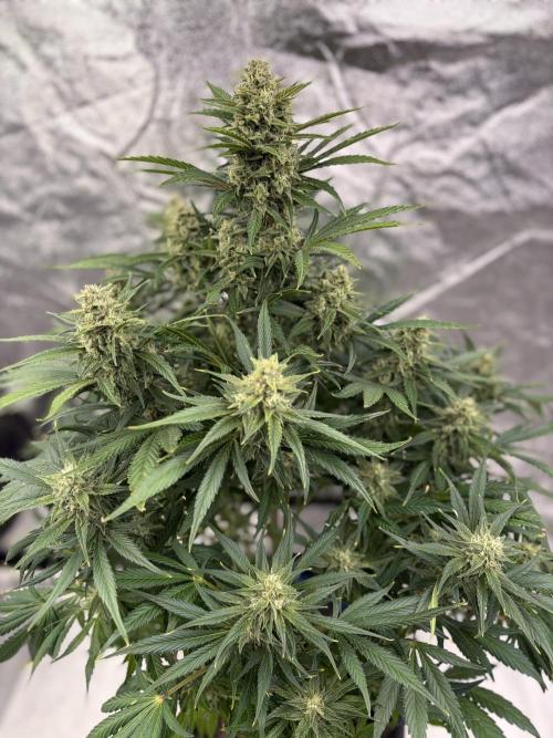 Six-Pack Autos: The Multi-Strain Run. Week 11