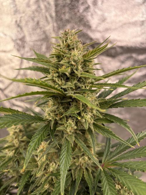 Six-Pack Autos: The Multi-Strain Run. Week 11