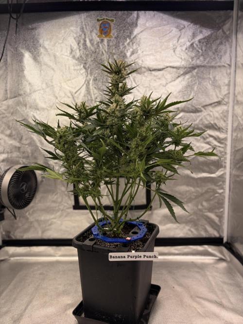 Six-Pack Autos: The Multi-Strain Run. Week 11