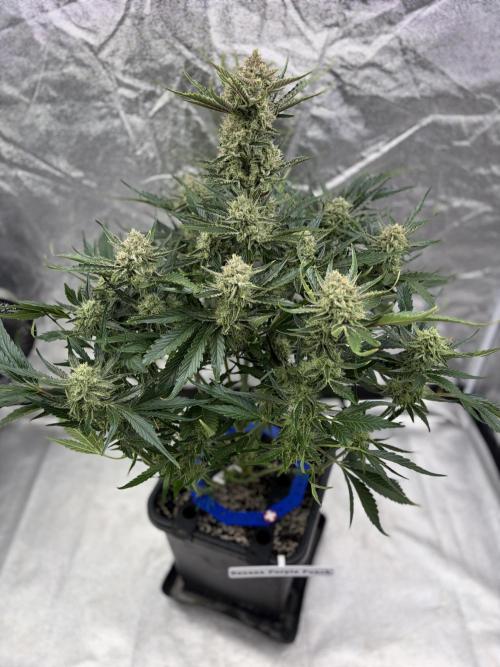 Six-Pack Autos: The Multi-Strain Run. Week 11