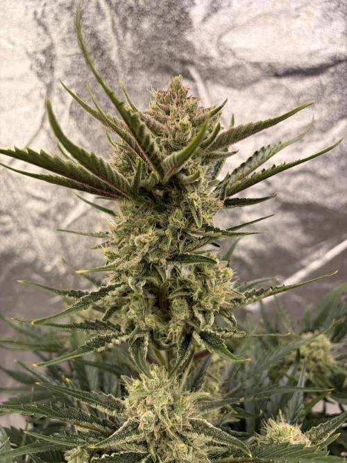 Six-Pack Autos: The Multi-Strain Run. Week 11