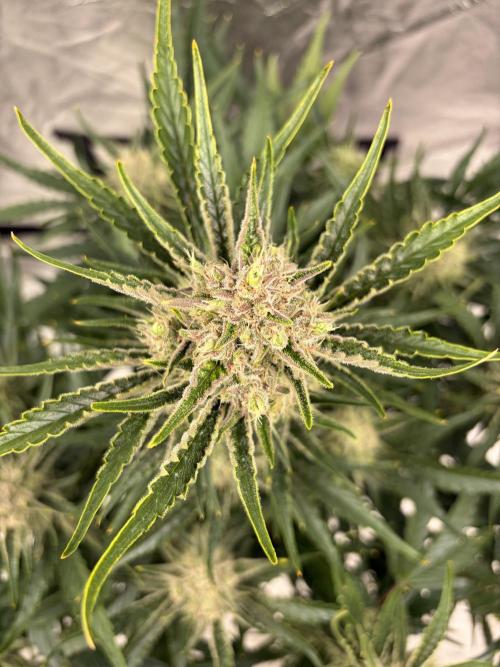 Six-Pack Autos: The Multi-Strain Run. Week 11