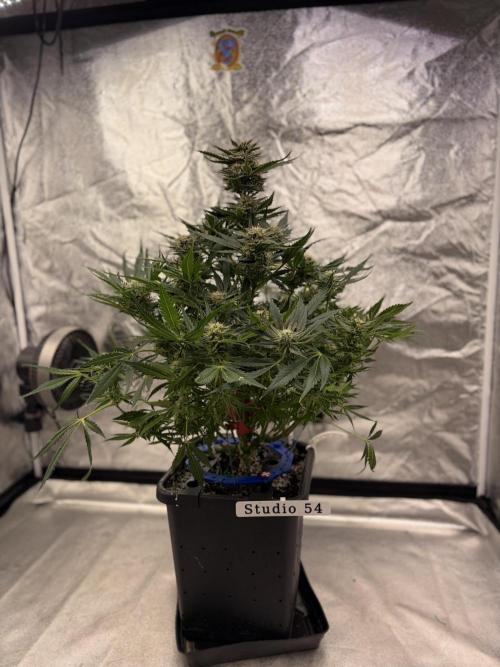 Six-Pack Autos: The Multi-Strain Run. Week 11