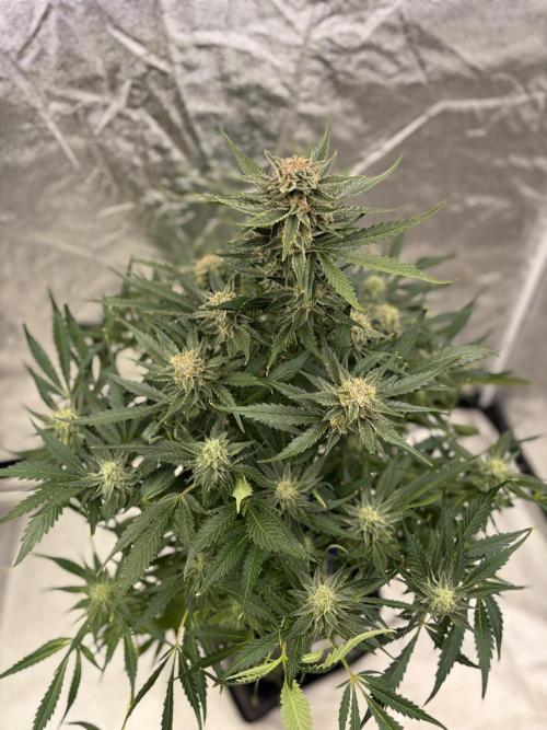 Six-Pack Autos: The Multi-Strain Run. Week 11
