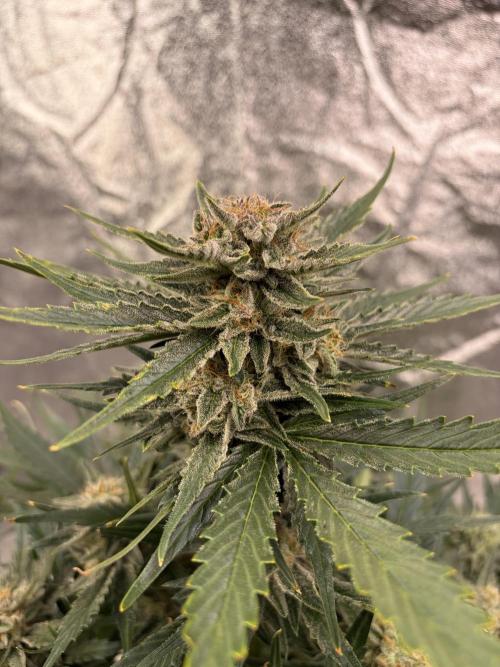 Six-Pack Autos: The Multi-Strain Run. Week 11