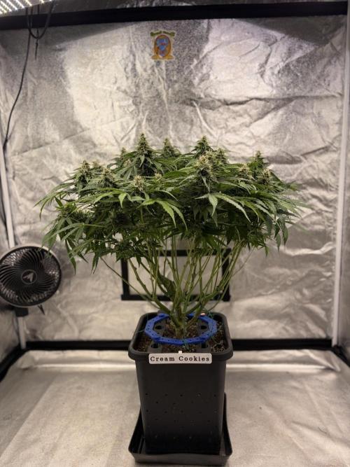 Six-Pack Autos: The Multi-Strain Run. Week 11