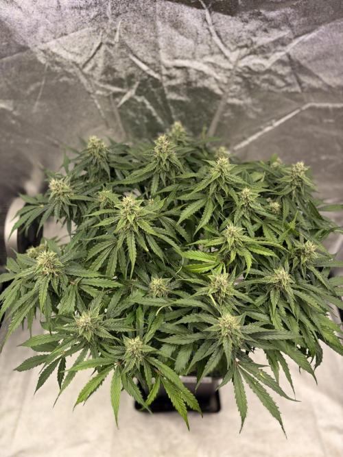 Six-Pack Autos: The Multi-Strain Run. Week 11