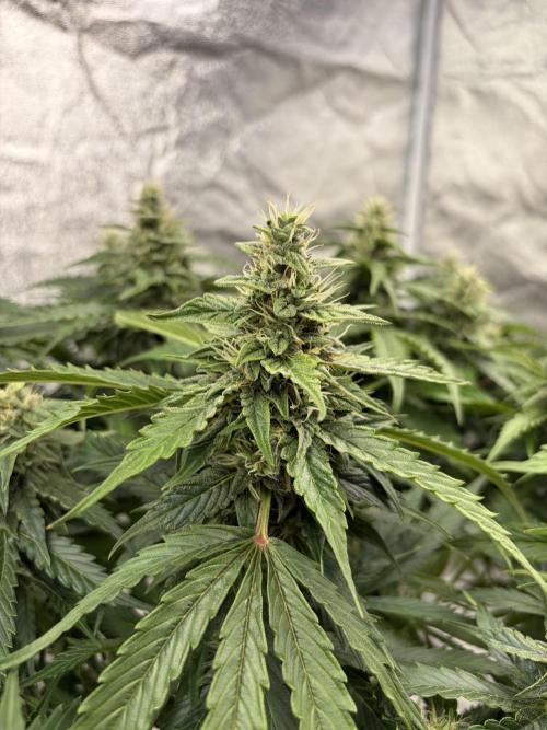 Six-Pack Autos: The Multi-Strain Run. Week 11