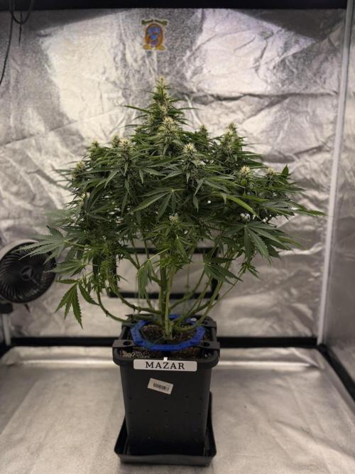 Six-Pack Autos: The Multi-Strain Run. Week 11