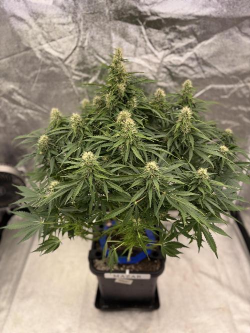 Six-Pack Autos: The Multi-Strain Run. Week 11