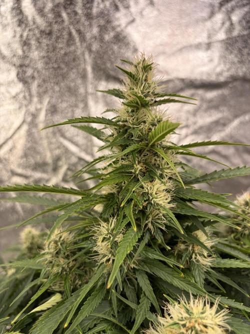 Six-Pack Autos: The Multi-Strain Run. Week 11