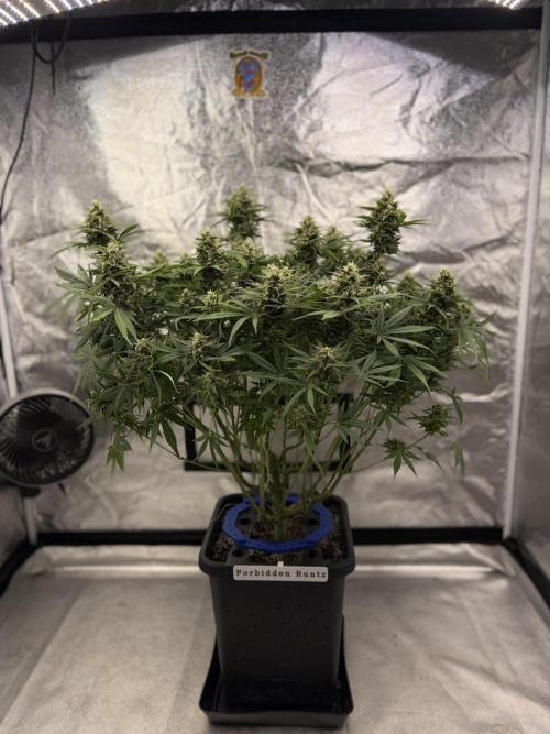 Six-Pack Autos: The Multi-Strain Run. Week 11