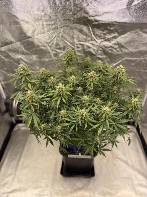 Six-Pack Autos: The Multi-Strain Run. Week 11