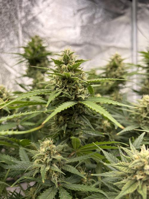 Six-Pack Autos: The Multi-Strain Run. Week 11