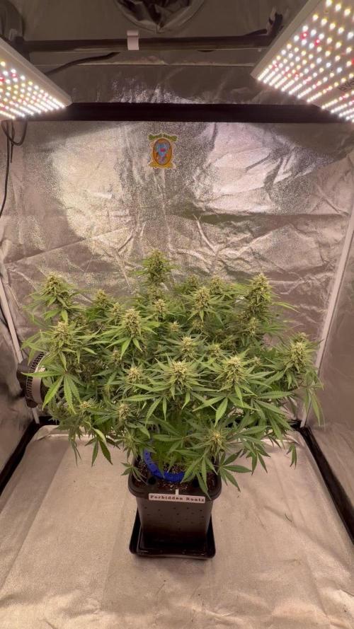 Six-Pack Autos: The Multi-Strain Run