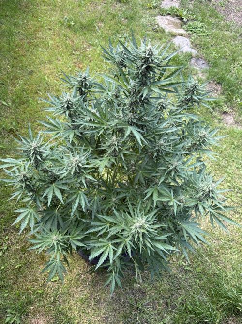 +Speed Auto 3G. Outdoor. Week 5