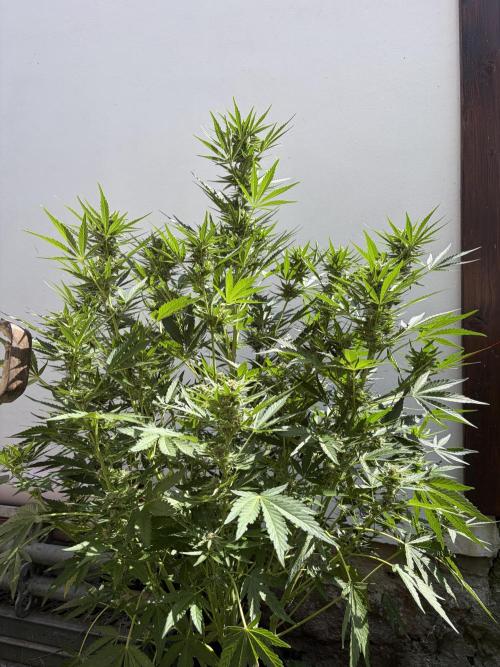 +Speed Auto 3G. Outdoor. Week 5
