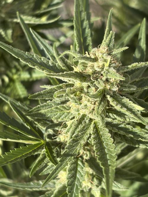 +Speed Auto 3G. Outdoor. Week 5