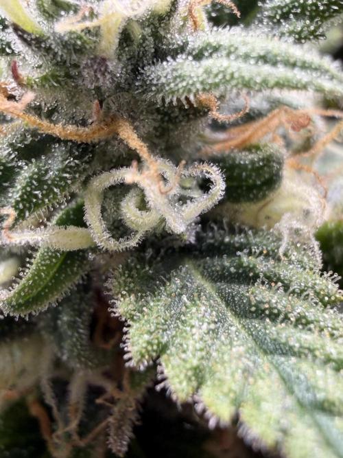 Six-Pack Autos: The Multi-Strain Run. Week 11