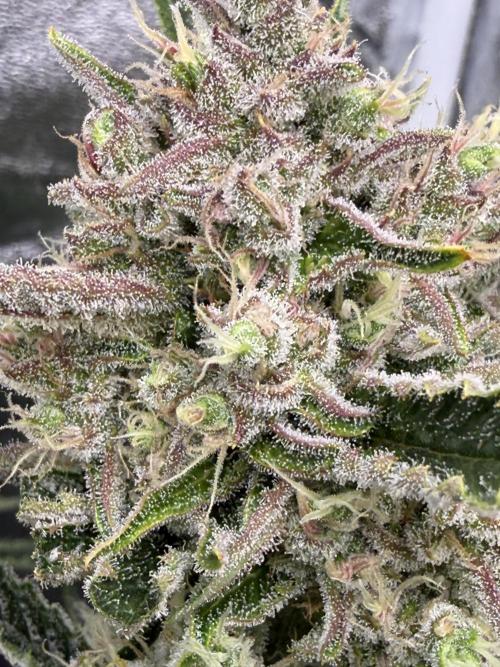 Six-Pack Autos: The Multi-Strain Run. Week 11