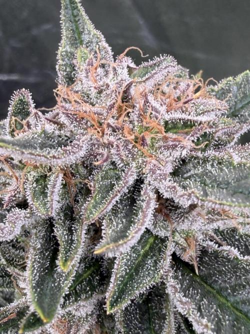Six-Pack Autos: The Multi-Strain Run. Week 11