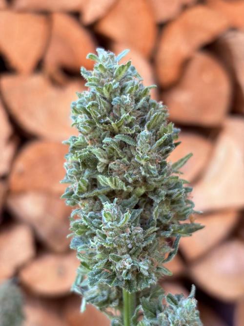 +Speed Auto 3G (SWS27) Outdoor. Week 6