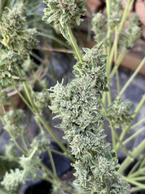+Speed Auto 3G (SWS27) Outdoor. Week 6